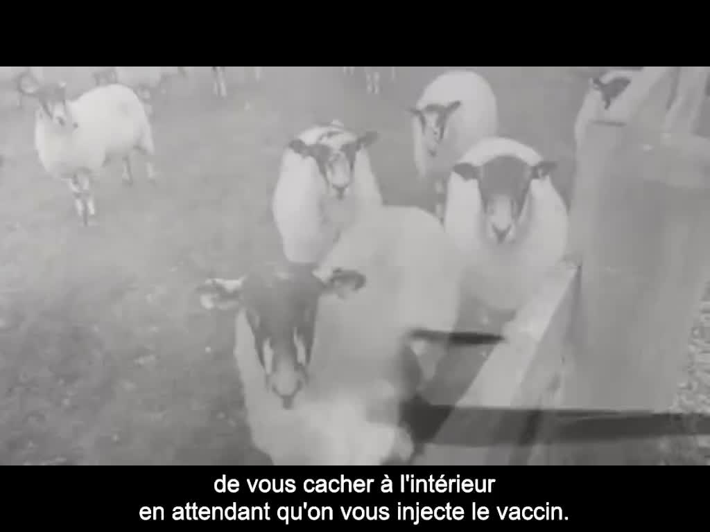 Ordinary Man (Liam Galvin) : Message du "gouvernement" à tous les moutons (VOST)