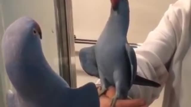 Funny Parrots Compilation