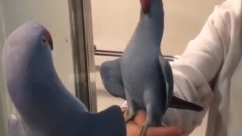 Funny Parrots Compilation