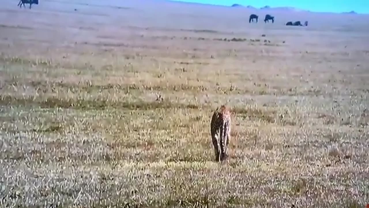 Cheetah Family Learns Hard Lesson from Brave Thompson Gazelle