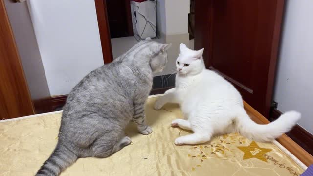 Stop fighting, two fighting cats