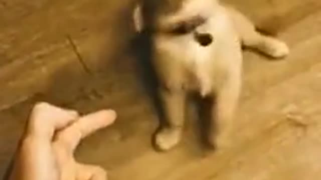 Much talent (ig