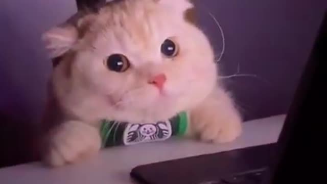 Cute Cats is watching laptop