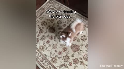 Reason why owning a dog is not easy - Funny ANNOYING & TROUBLEMAKING DOGS