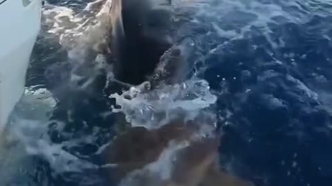 Amazing 👏 Dolphin