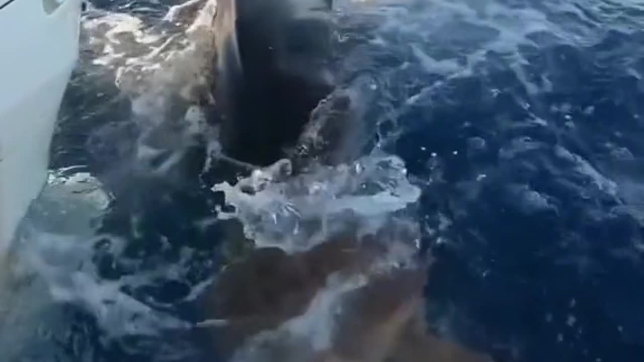 Amazing 👏 Dolphin