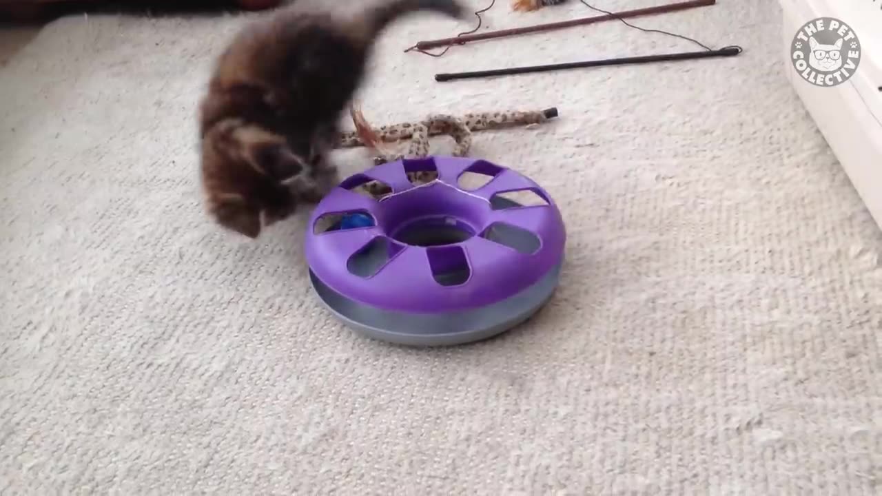 most funny kitten video