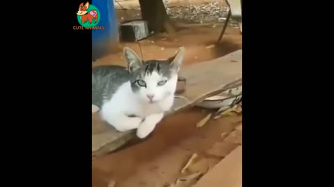 Funniest Pet Videos 2022!!