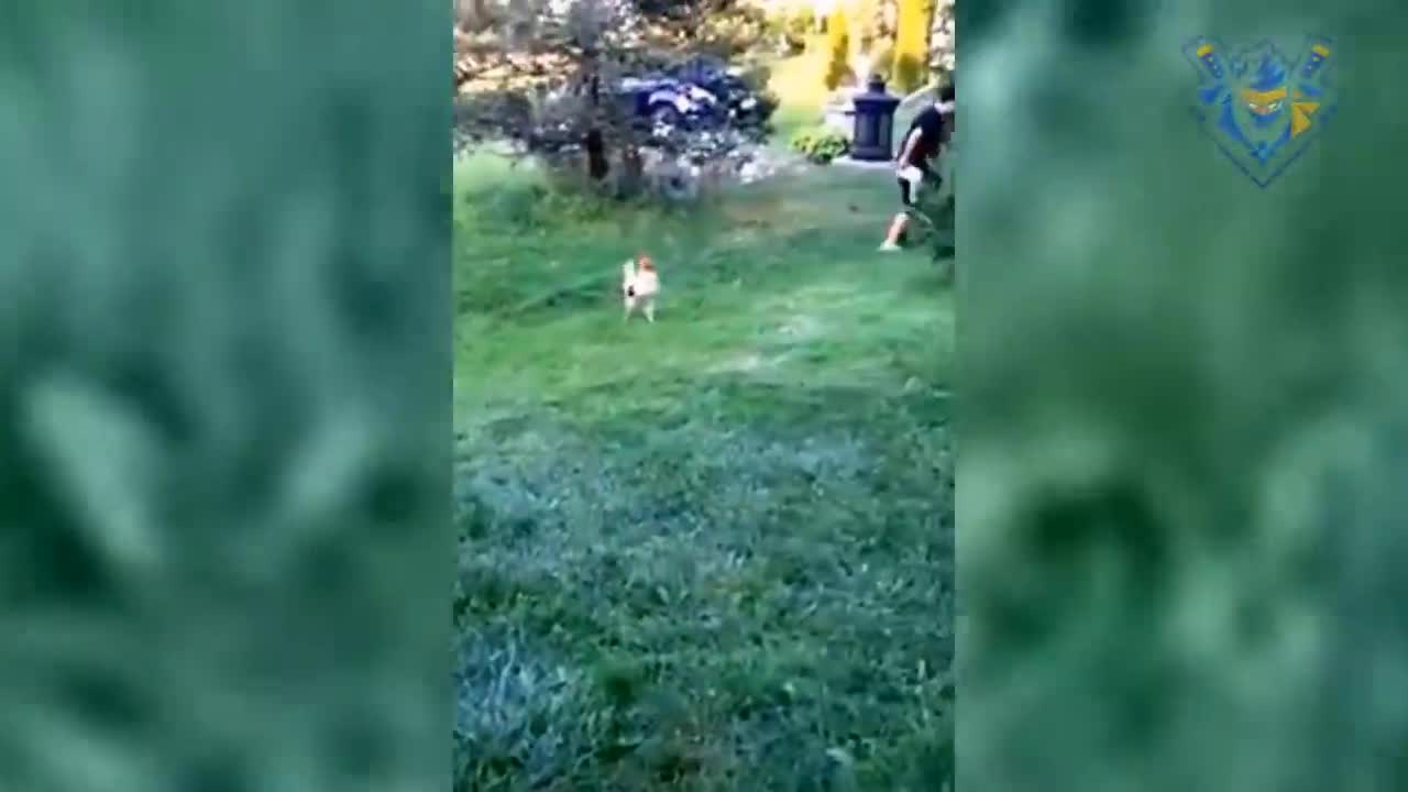 Funny animal attack. 99% try very hard to not laugh