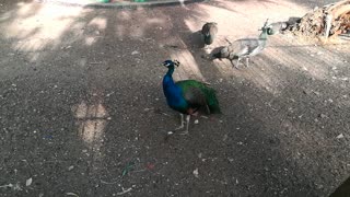 Rarely Found Indian Peafowl In Zoo