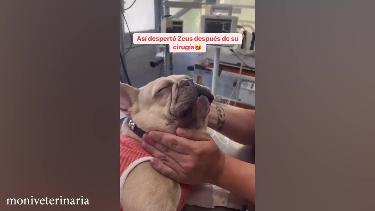 German Shepherd dog suddenly realizes he is at the vet🤣