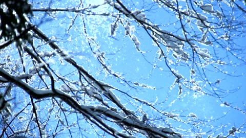 New Christmas arrangements from Celtic Woman
