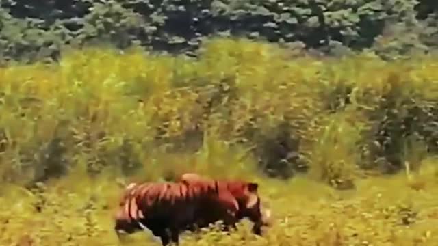 Tiger is too big😮😮😮