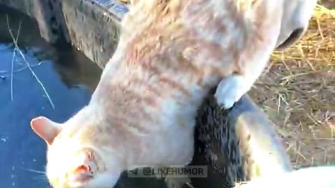 So funny cats 😁😁