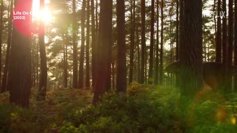 TRAILER ｜ Incredible New Paleo Documentary Coming To Netflix! Life On Our Planet
