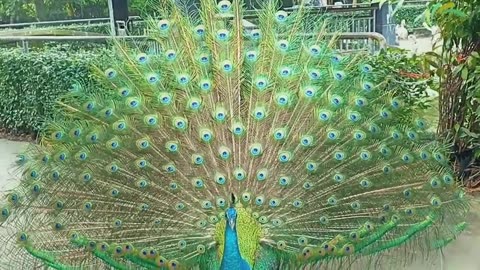 Peacock cute