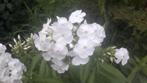 Hydrangea blooms