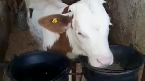 Sweet calf