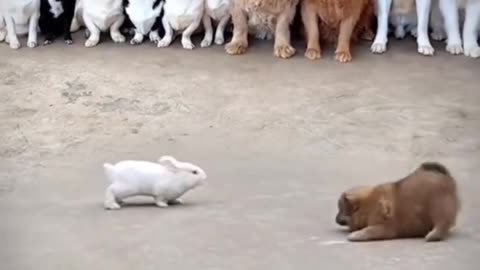 How a Tiny Rabbit Outwitted a Confused Dog: Hilarious Showdown
