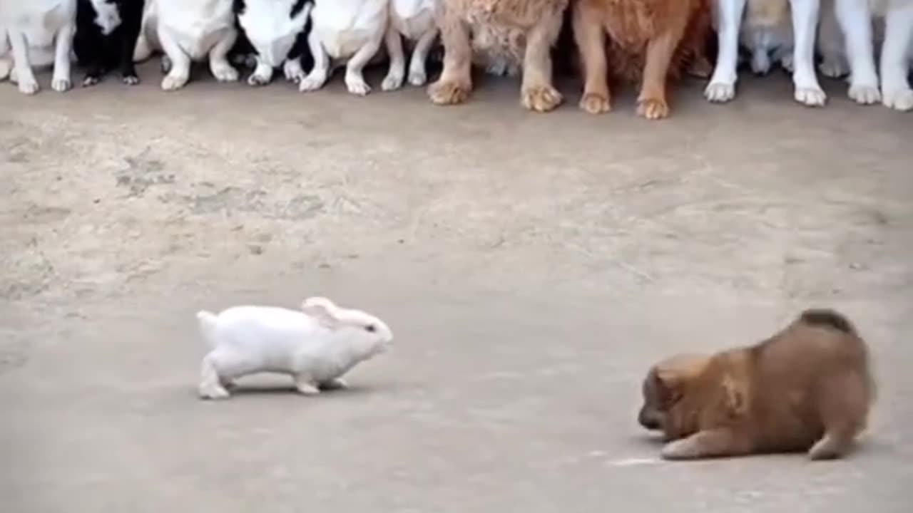 How a Tiny Rabbit Outwitted a Confused Dog: Hilarious Showdown