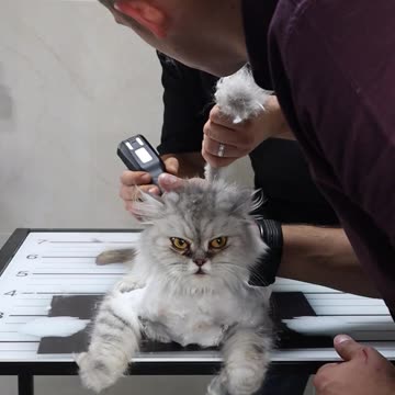The owners of this cat asked me to shave it without anesthesia ----❤️
