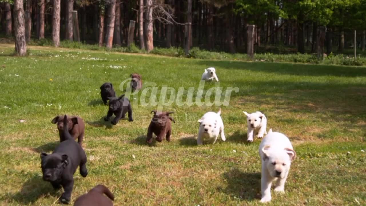 Cute puppies running#Dog kids#Rumble video#viral video