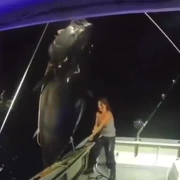 Women catches 1500 plus pound bluefin tuna dolo
