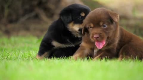 Beautiful puppies