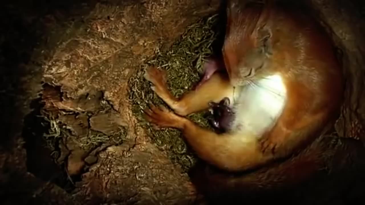 Squirrel and chld birth / Squirrels giving birth