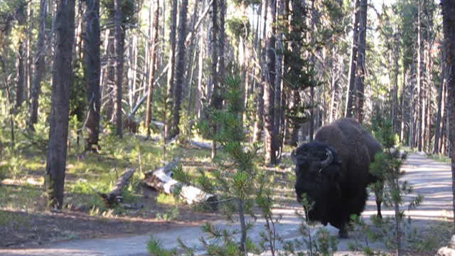 How to be Quiet Around a Bison