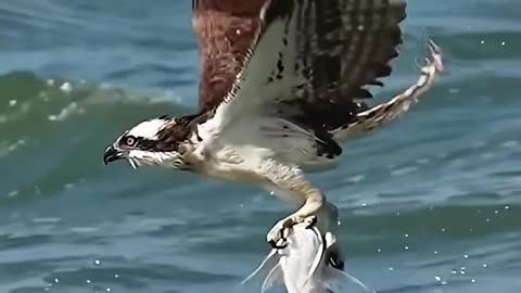 Falcan hunting