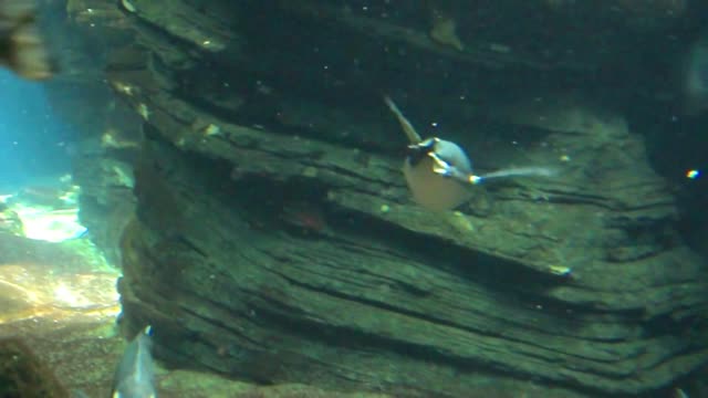 Penguins are frolicking underwater!