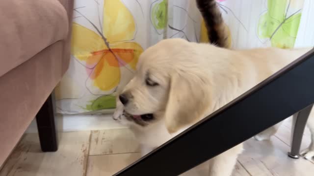 Golden Retriever Puppy Meets Cat for the First Time