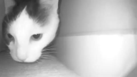 Mrrp mrrp meow mrrp meow 😺
