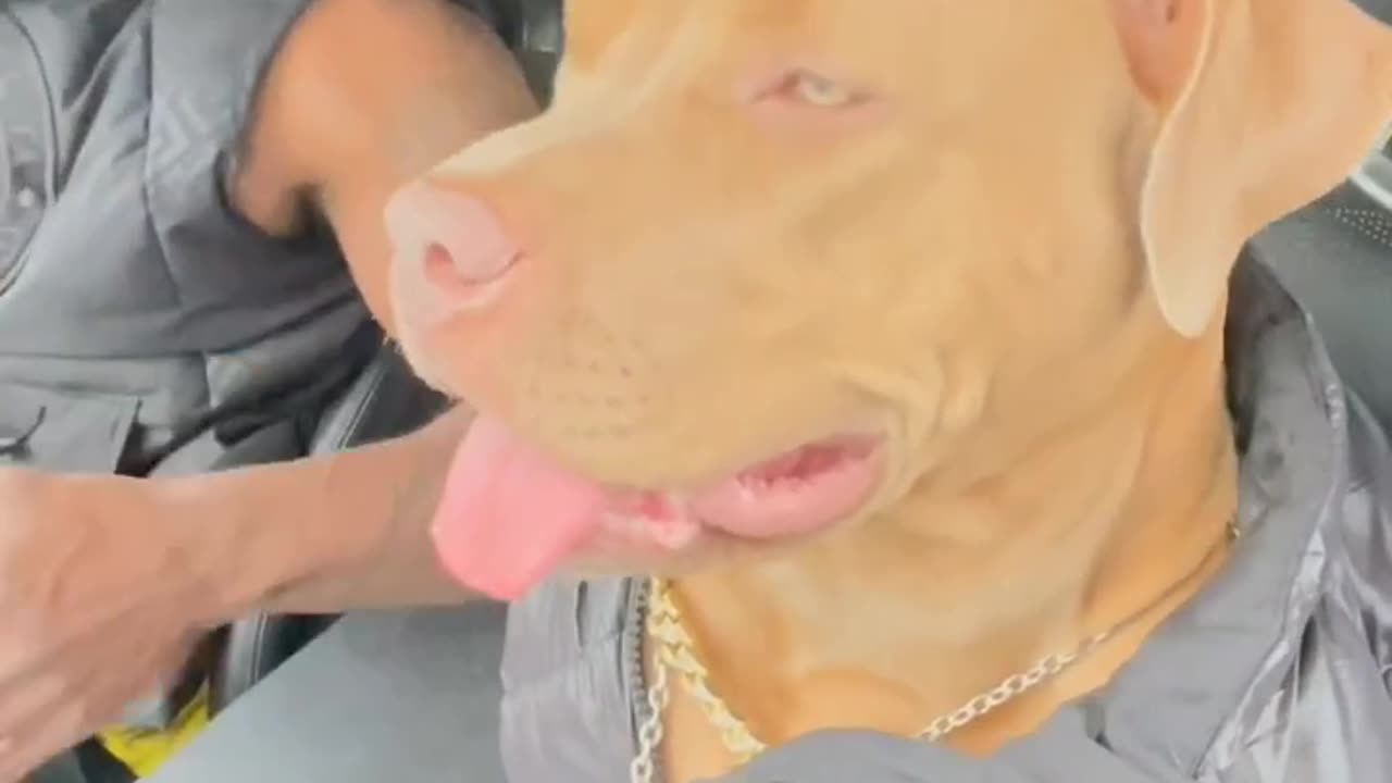 Funny dog