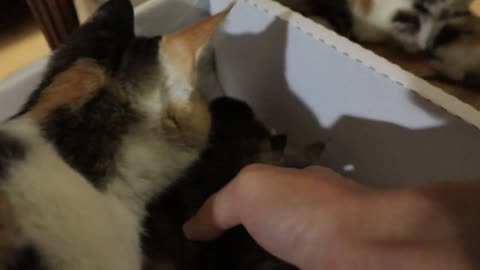 Mother Cat Disappeared With Kittens