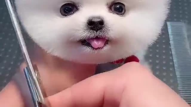 Adorable cute dog