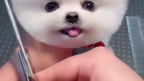 Adorable cute dog