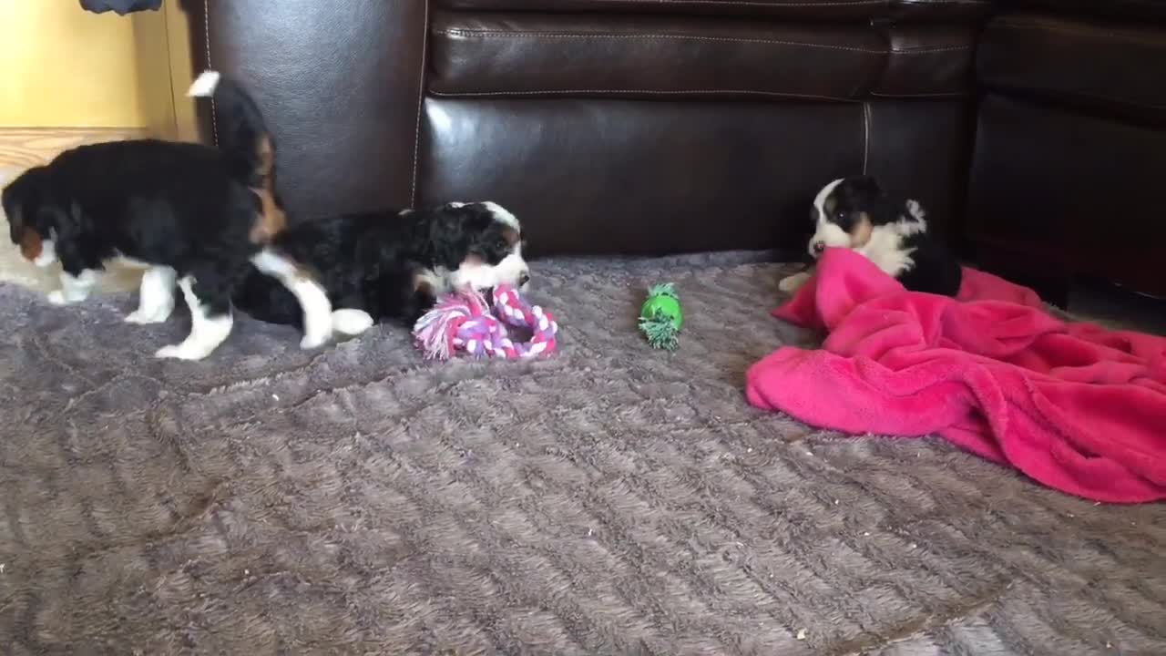 Mini Bernedoodles