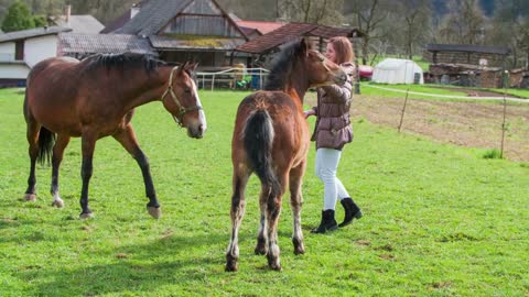 Young horse wants to play with woman