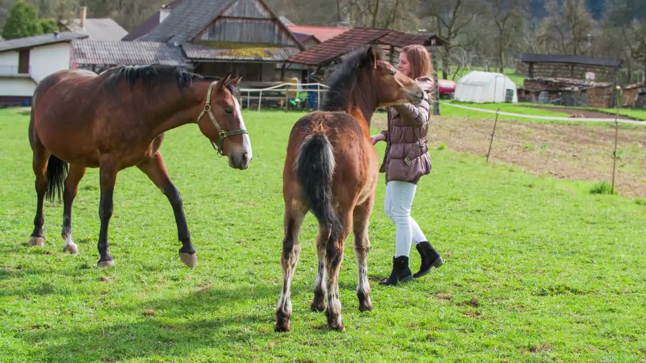 Young horse wants to play with woman