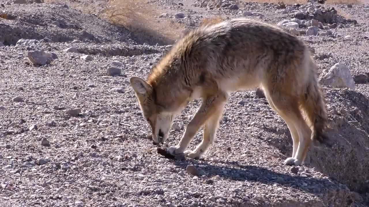 Hungry Wolf