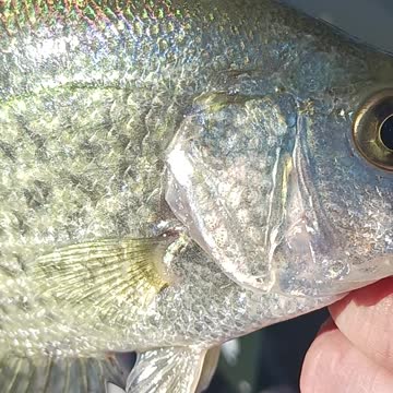Black crappie
