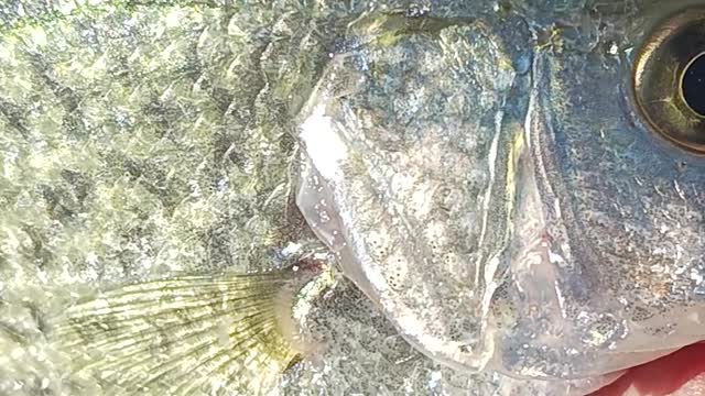 Black crappie