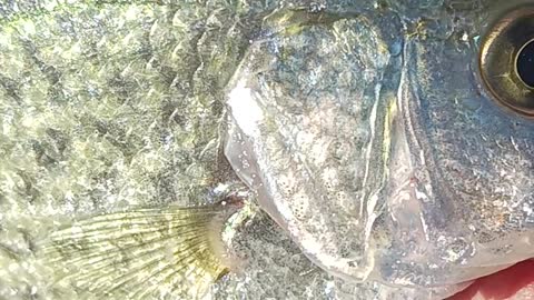 Black crappie