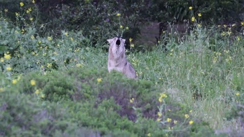 Back And Forth Social Coyote Communication