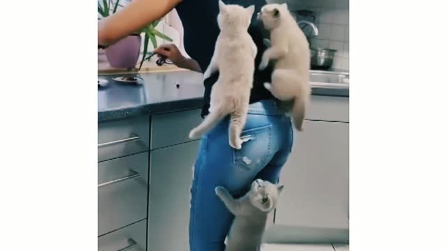 Kitten's climb their mom as They couldn't wait for food