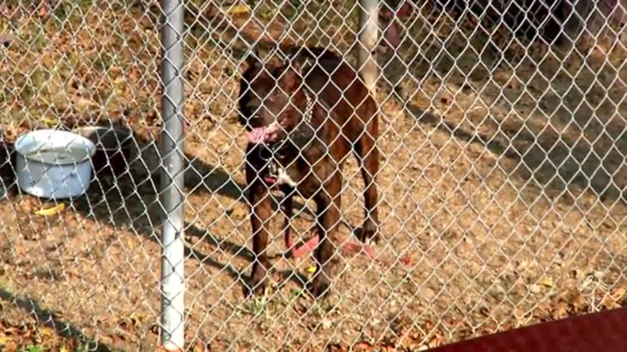 DOGS BARKING!! ANGRY DOGS / REAL GUARD DOGS //