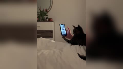 Gen Alpha cats even!🤯