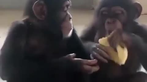 This monkey loves to share their food